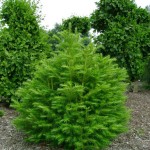 China Fir (Cunninghamia Lanceolata) 60 seeds