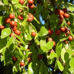 Chinese Date (Ziziphus Jujuba) 2 seeds