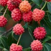 Chinese Dogwood (Cornus Kousa Chinensis) 10 seeds