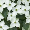 Japanese Dogwood (Cornus Kousa) 50 seeds