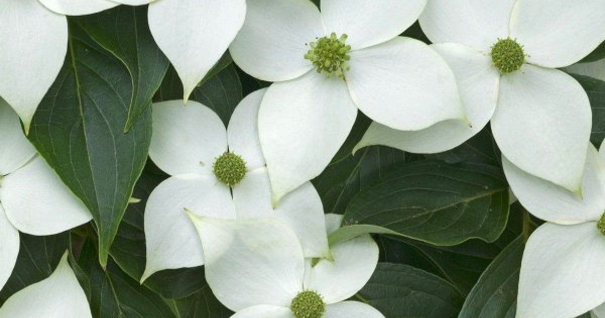 Buy Japanese Dogwood (Cornus Kousa) 3 seeds online :: Seeds