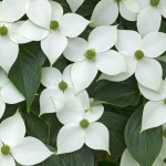 Japanese Dogwood (Cornus Kousa) 25 seeds