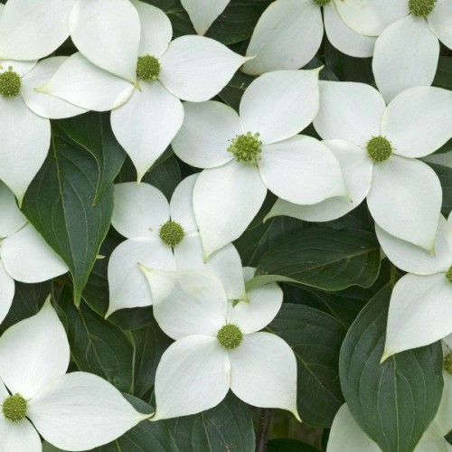 Chinese Dogwood (Cornus Kousa Chinensis) 10 seeds