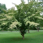 Chinese Dogwood (Cornus Kousa Chinensis) 30 seeds