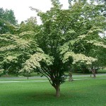 Japanese Dogwood (Cornus Kousa) 25 seeds