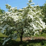 Japanese Dogwood (Cornus Kousa) 3 seeds