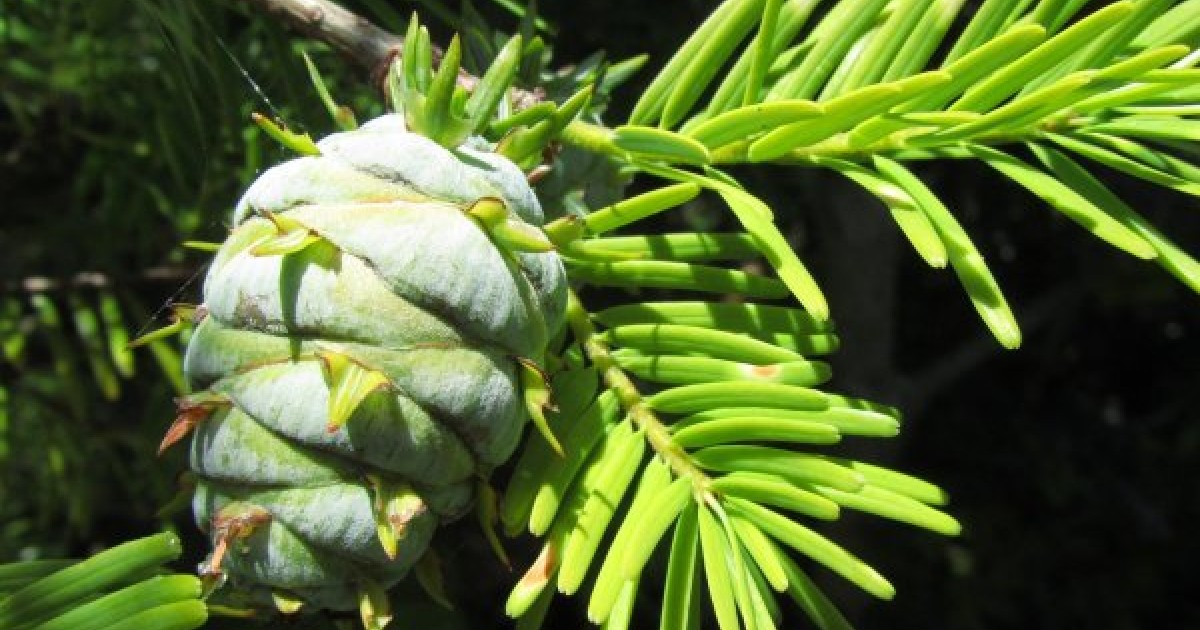 Buy Chinese Douglas Fir (Pseudotsuga Chinensis) 10+ seeds online