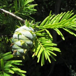 Chinese Douglas Fir (Pseudotsuga Chinensis) 10 seeds