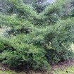 Chinese Douglas Fir (Pseudotsuga Chinensis) 10 seeds