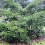 Chinese Douglas Fir (Pseudotsuga Chinensis) 40 seeds