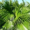 Chinese Fan Palm (Livistonia Chinensis) 2 seeds