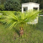 Chinese Fan Palm (Livistonia Chinensis) 5 seeds