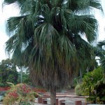 Chinese Fan Palm (Livistonia Chinensis) 2 seeds