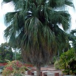 Chinese Fan Palm (Livistonia Chinensis) 5 seeds