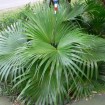 Chinese Fan Palm (Livistonia Chinensis) 5 seeds