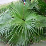 Chinese Fan Palm (Livistonia Chinensis) 2 seeds