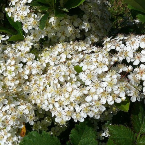 Buy Chinese Firethorn (Pyracantha Fortuneana) 15 seeds online :: Seeds ...