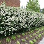 Chinese Firethorn (Pyracantha Fortuneana) 25 seeds