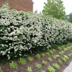 Chinese Firethorn (Pyracantha Fortuneana) 50 seeds