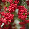 Chinese Firethorn (Pyracantha Fortuneana) 15 seeds
