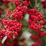 Chinese Firethorn (Pyracantha Fortuneana) 25 seeds