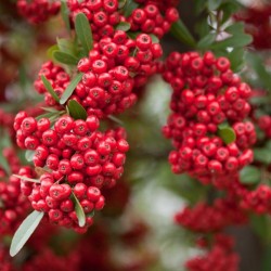 Chinese Firethorn (Pyracantha Fortuneana) 50 seeds