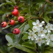 Chinese Firethorn (Pyracantha Fortuneana) 50 seeds