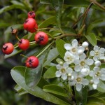 Chinese Firethorn (Pyracantha Fortuneana) 50 seeds