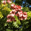 Chinese Flametree (Koelreuteria Bipinnata) 100 seeds