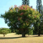 Chinese Flametree (Koelreuteria Bipinnata) 5 seeds