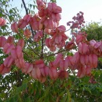 Chinese Flametree (Koelreuteria Bipinnata) 50 seeds