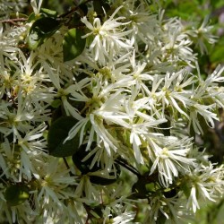 Chinese Fringeflower (Loropetalum Chinense) 5 seeds