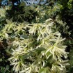 Chinese Fringeflower (Loropetalum Chinense) 5 seeds