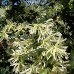 Chinese Fringeflower (Loropetalum Chinense) 15 seeds