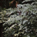 Chinese Fringeflower (Loropetalum Chinense) 100 seeds