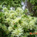 Chinese Fringeflower (Loropetalum Chinense) 5 seeds