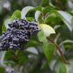 Chinese Glossy Privet (Ligustrum Lucidum) 300 seeds