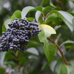 Chinese Glossy Privet (Ligustrum Lucidum) 30 seeds