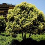 Chinese Glossy Privet (Ligustrum Lucidum) 15 seeds