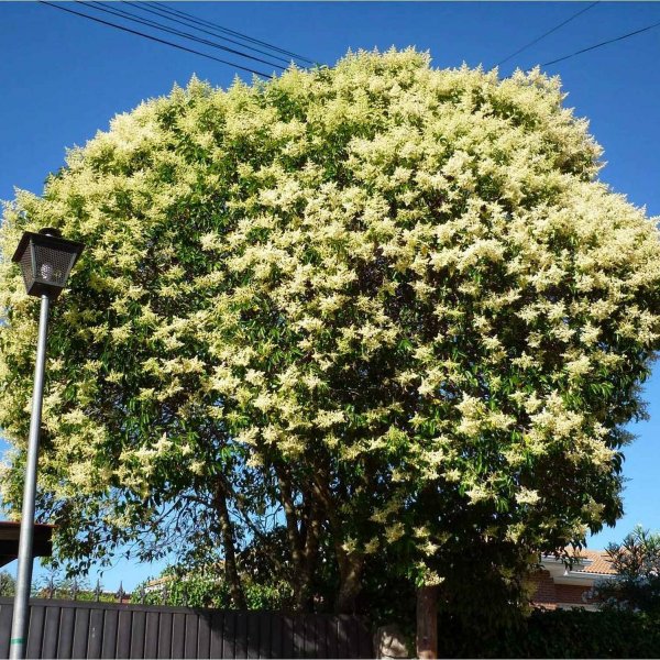 Buy Chinese Glossy Privet (Ligustrum Lucidum) 15+ seeds ...