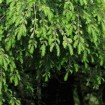 Chinese Hemlock (Tsuga Chinensis) 20 seeds