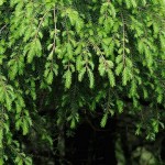 Chinese Hemlock (Tsuga Chinensis) 100 seeds