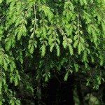 Chinese Hemlock (Tsuga Chinensis) 100 seeds