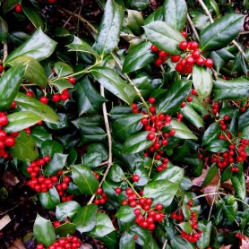 Chinese Holly (Ilex Cornuta) 20 seeds