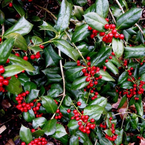 Chinese Holly (Ilex Cornuta) 40 seeds