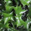 Chinese Holly (Ilex Cornuta) 10 seeds