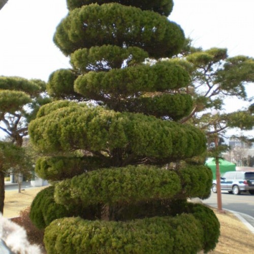 Chinese Juniper (Juniperus Chinensis) 100 seeds