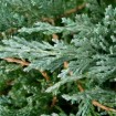 Chinese Juniper (Juniperus Chinensis) 5 seeds