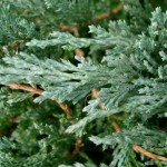 Chinese Juniper (Juniperus Chinensis) 20 seeds