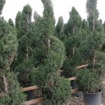 Chinese Juniper (Juniperus Chinensis) 5 seeds